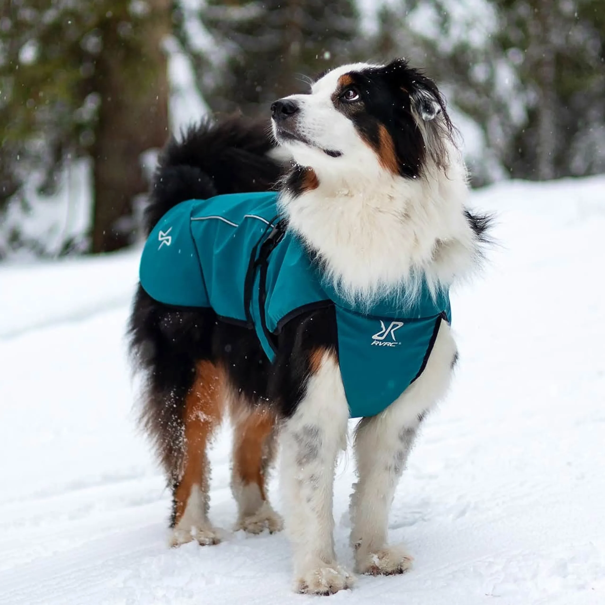 Cyclone Dog Jacket Hund Moroccan Blue